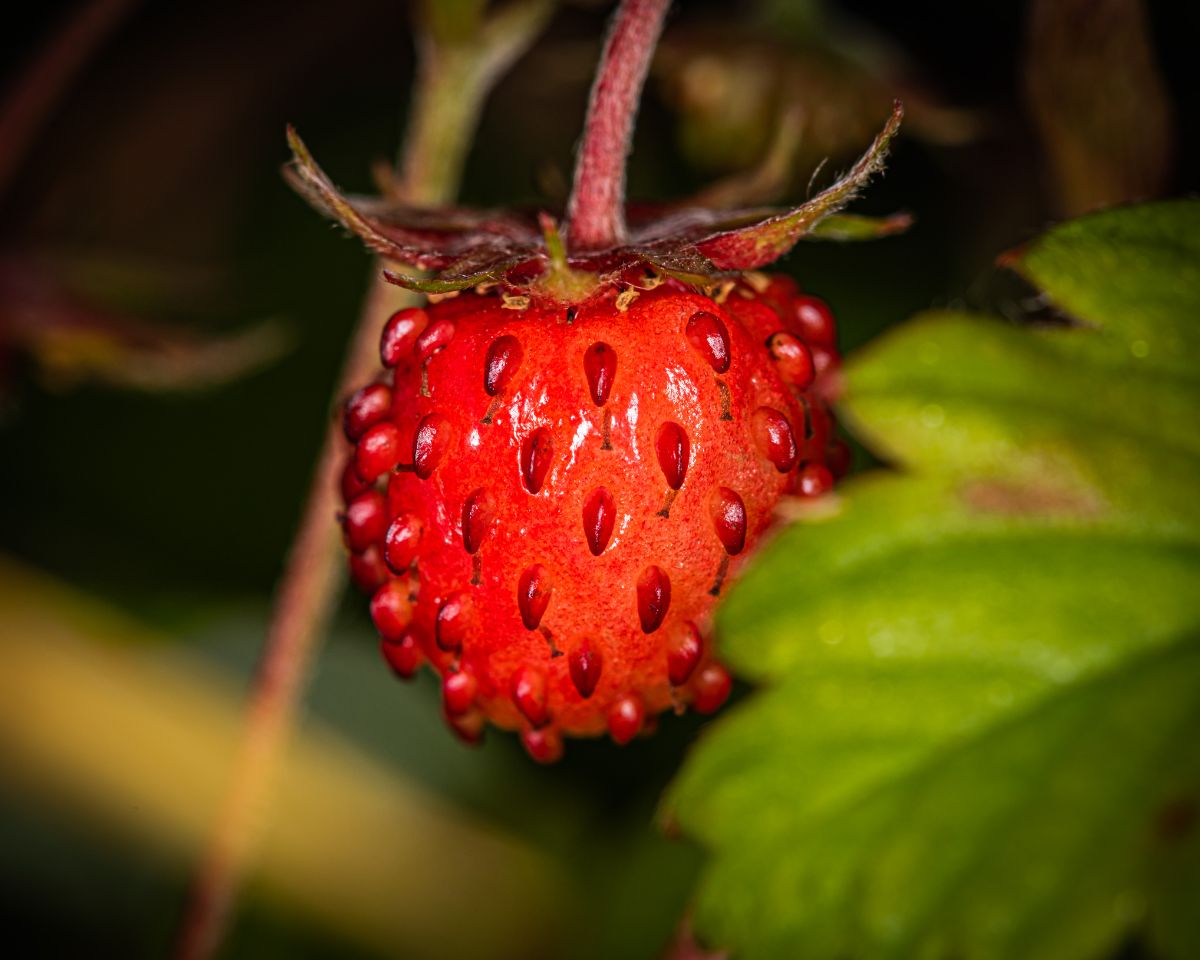 Close shot of strawberry with red stem and leaves