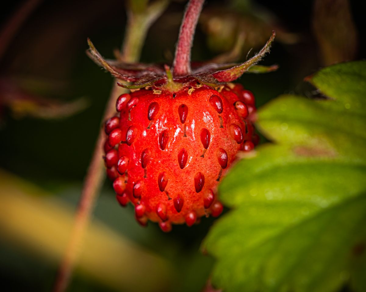 Red Strawberry Stems and Leaves? – Strawberry Plants