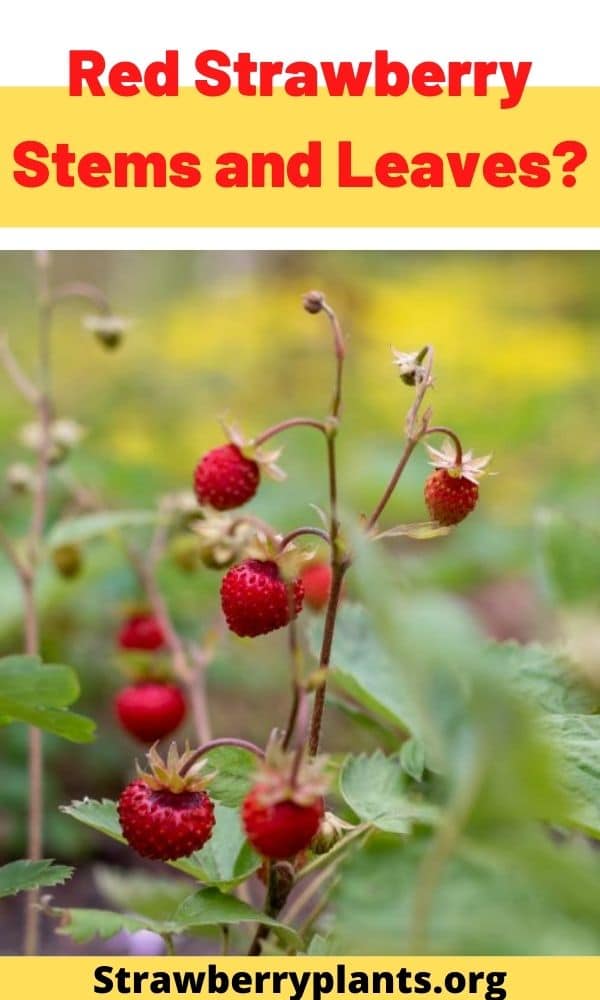 Red Strawberry Stems and Leaves? Strawberry Plants