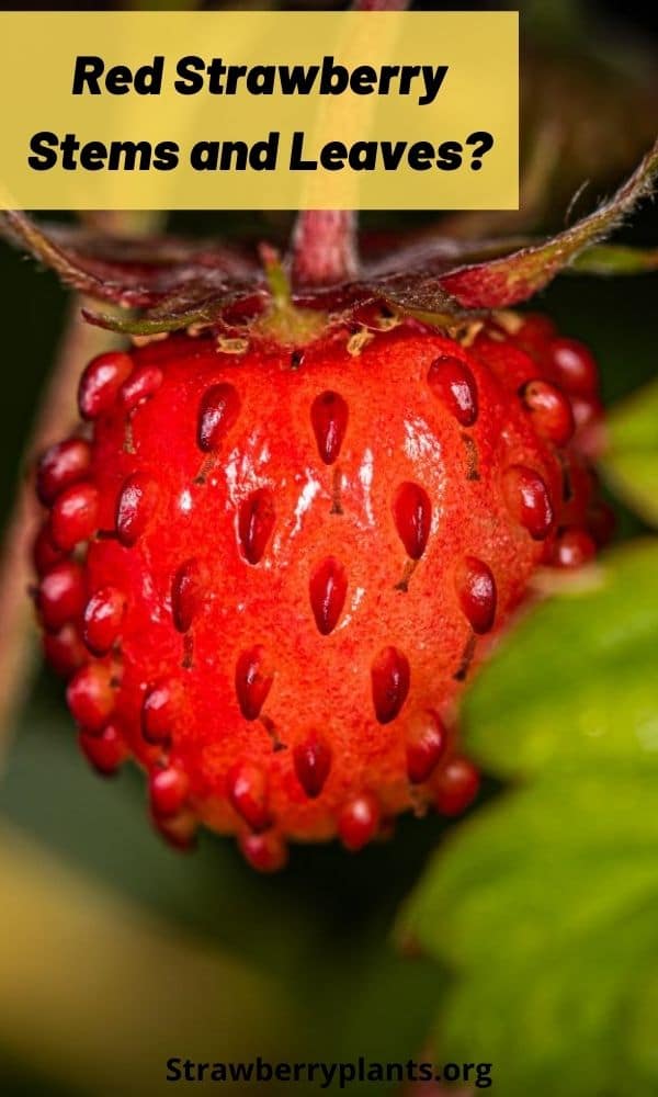 Red Strawberry Stems and Leaves? Strawberry Plants