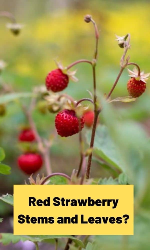 Red Strawberry Stems and Leaves? Strawberry Plants