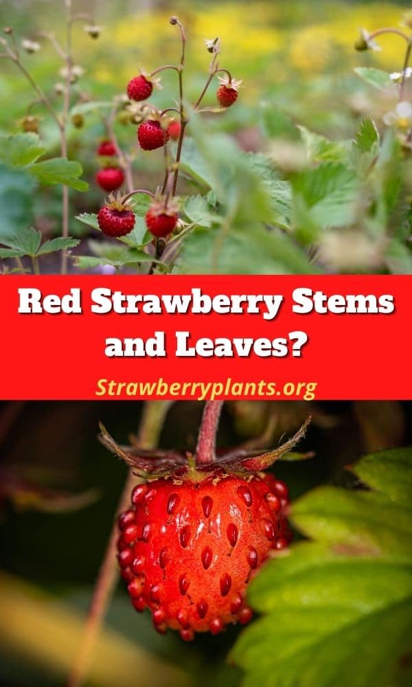 Red Strawberry Stems and Leaves? Strawberry Plants