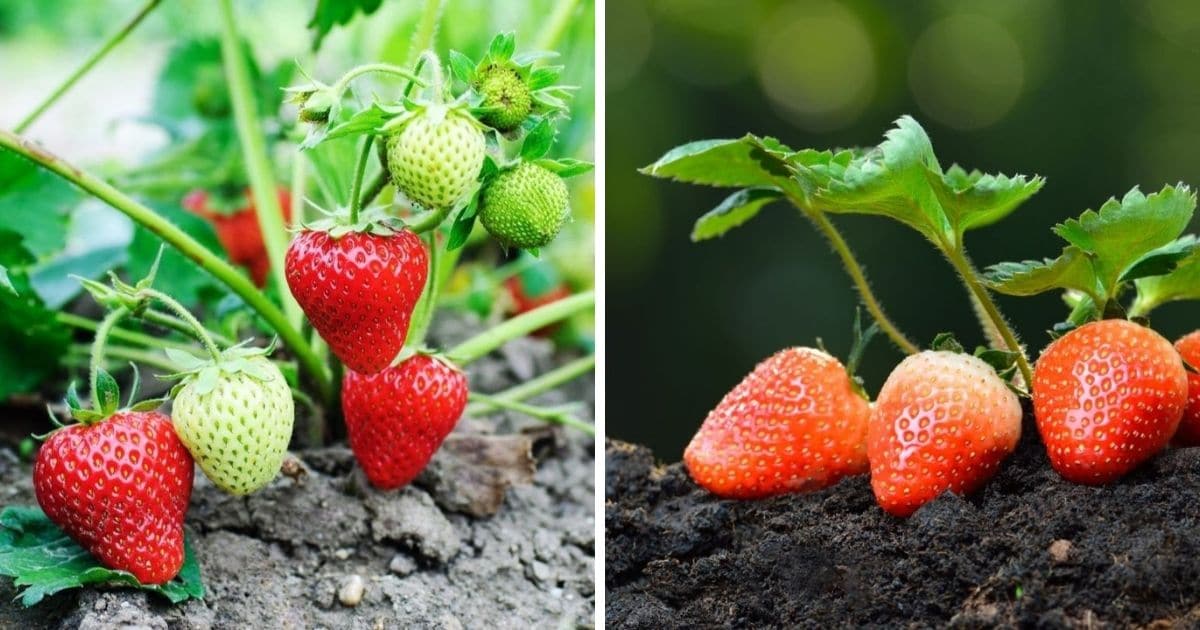 San Andreas Strawberries? Strawberry Plants