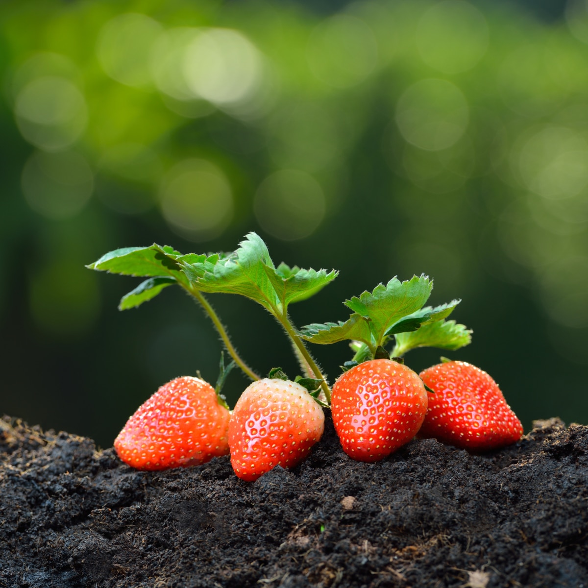 Growing Strawberries in Tropical Climates? Strawberry Plants