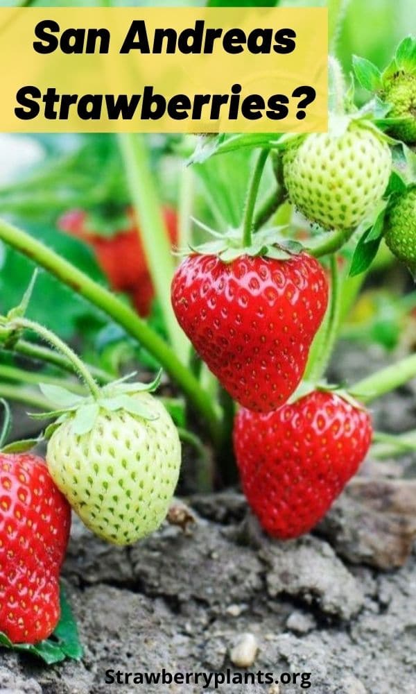San Andreas Strawberries? Strawberry Plants