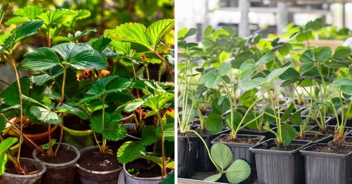 Shipping Strawberry Plants Strawberry Plants