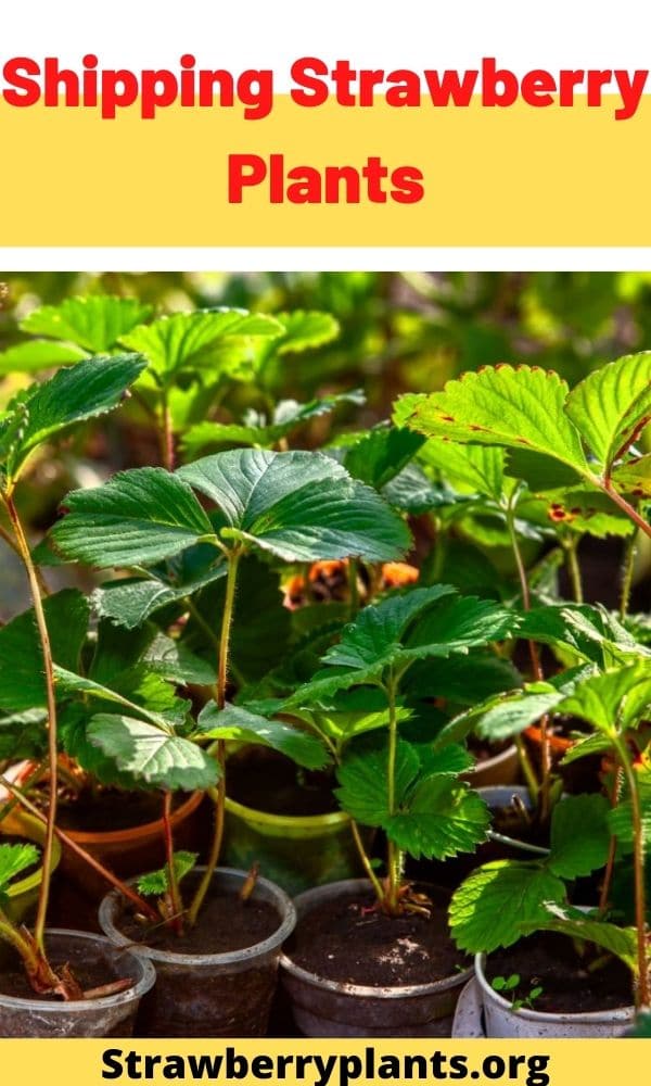 Shipping Strawberry Plants Strawberry Plants