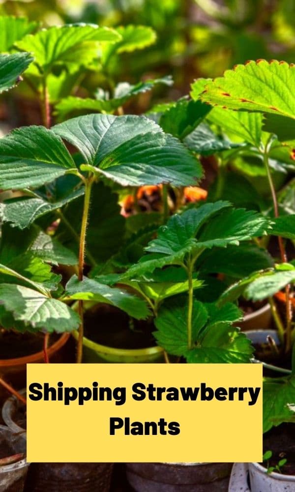 Shipping Strawberry Plants Strawberry Plants