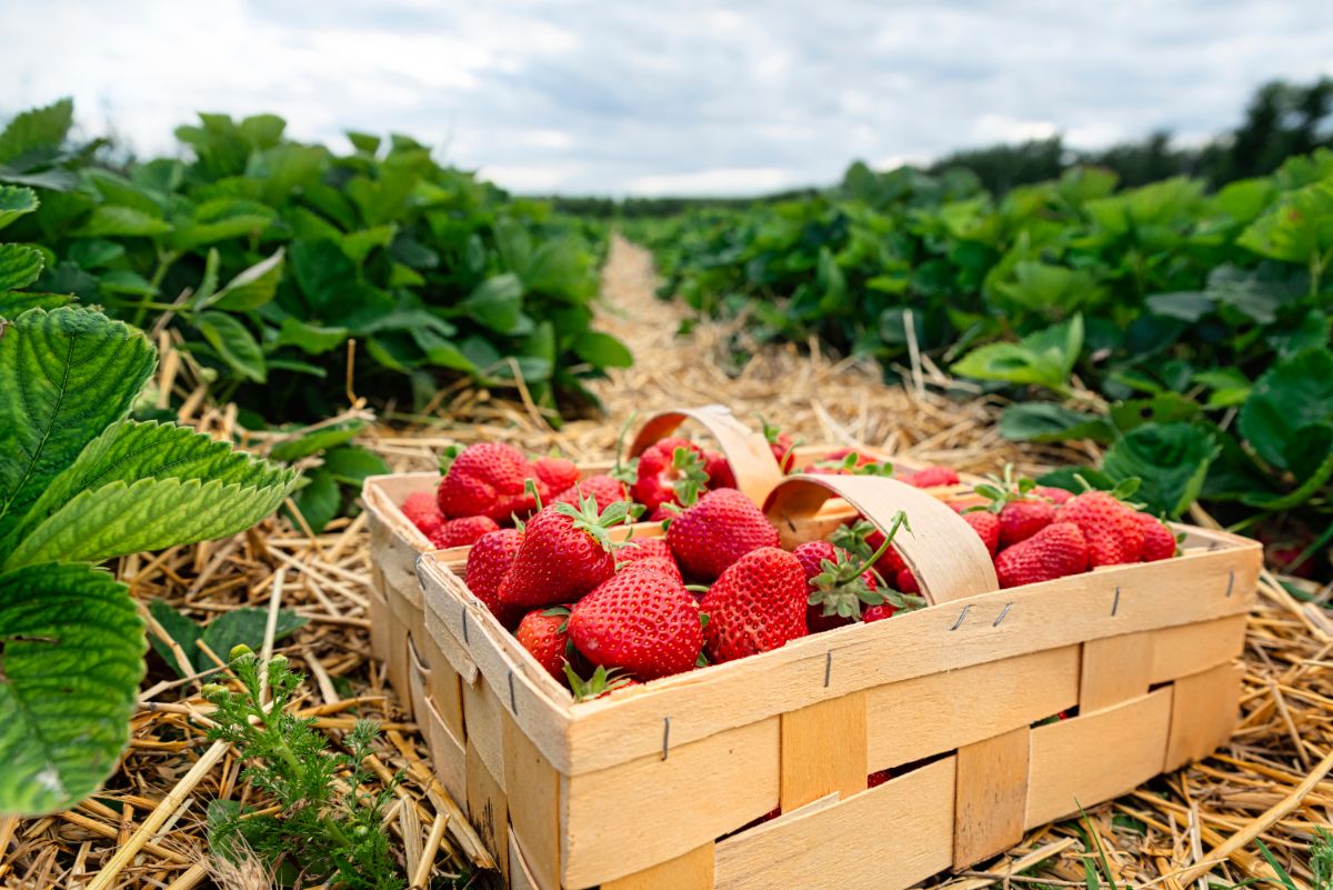 Wooden crate full of freshly picked ripe strawberries in mulched strawberry field