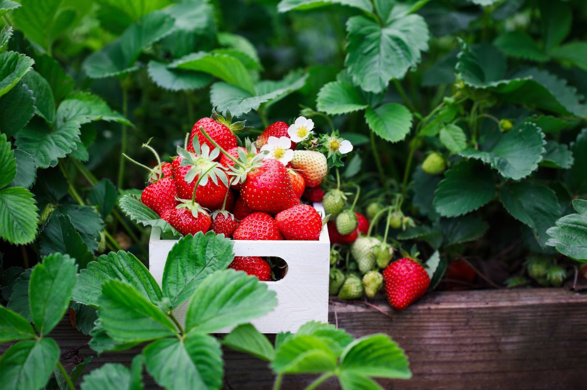 White crate full of huge ripe freshly picked strawberries on raised bed