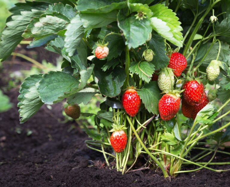 ShortDay JuneBearing Strawberry Plants Strawberry Plants