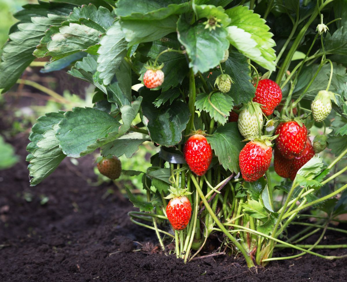 Strawberry plant full of ripe fruits in fresh soil