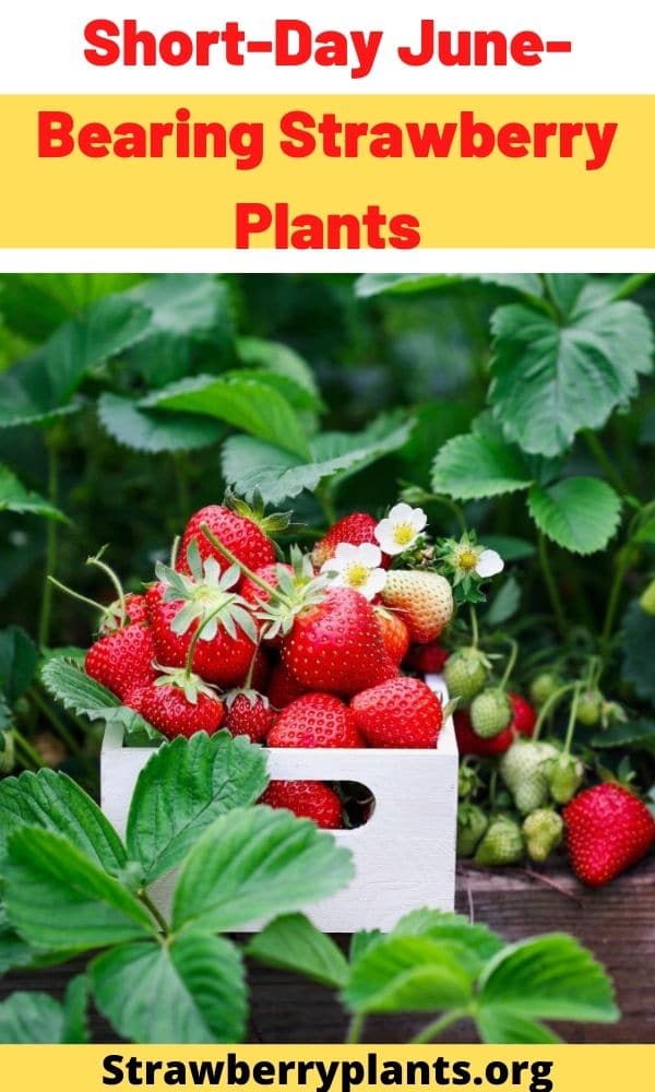 Short-Day June-Bearing Strawberry Plants – Strawberry Plants