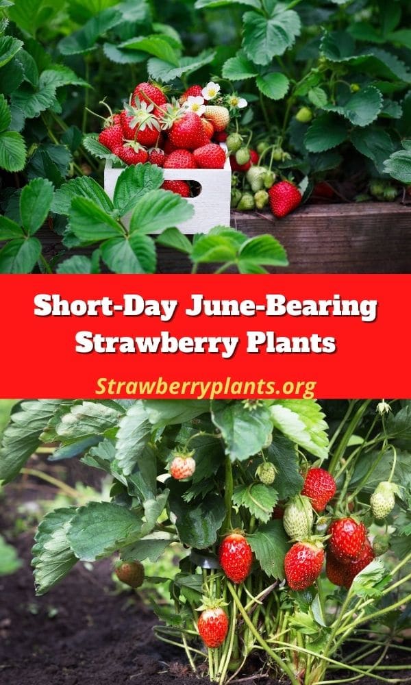 Short-Day June-Bearing Strawberry Plants – Strawberry Plants