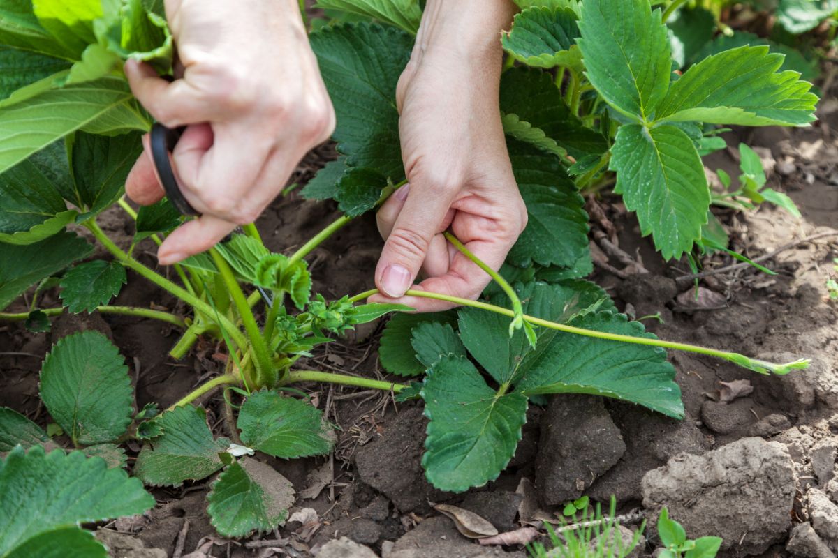 Gardener with scissors in hands cutting strawberry runners