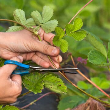 man with scissors cutting runners from strawberry