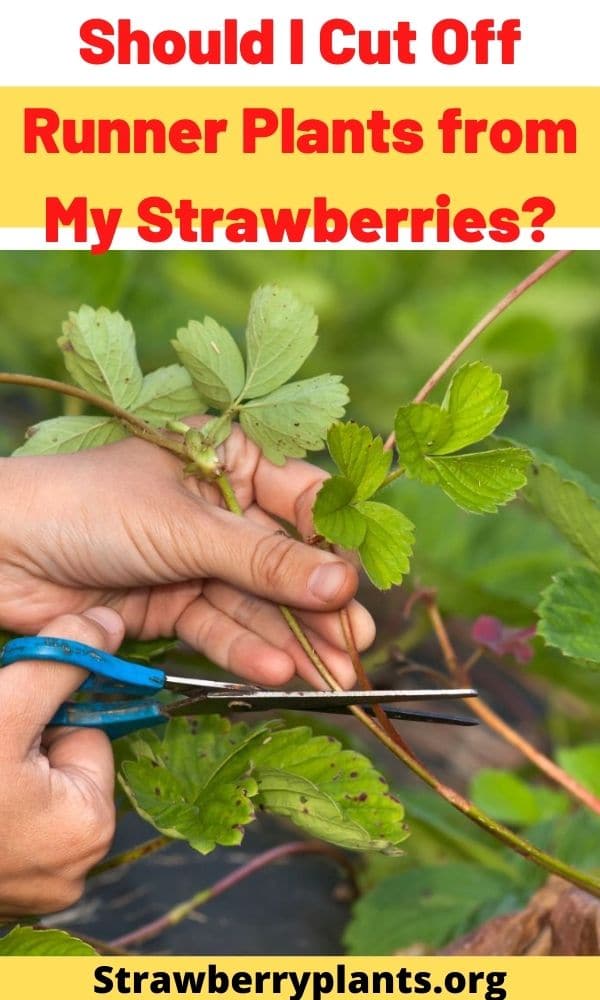 Should I Cut Off Runner Plants from My Strawberries?