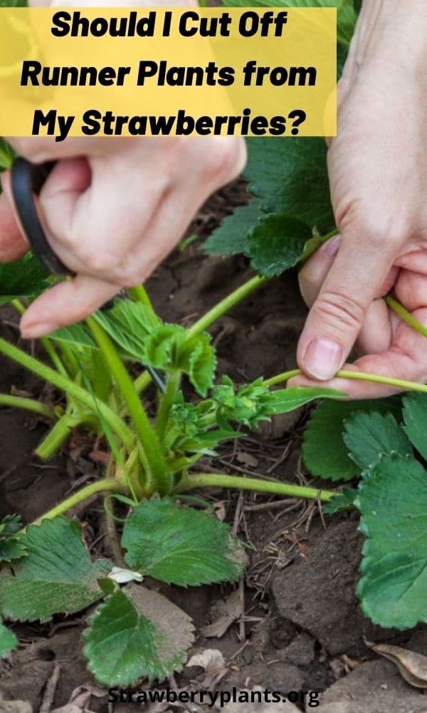 Should I Cut Off Runner Plants from My Strawberries?