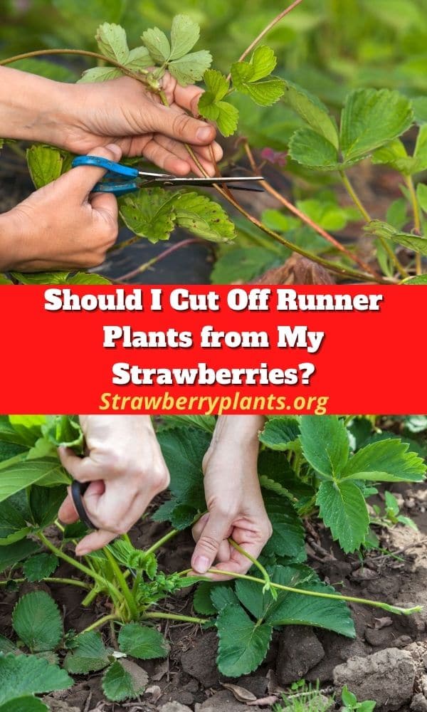 Should I Cut Off Runner Plants from My Strawberries?