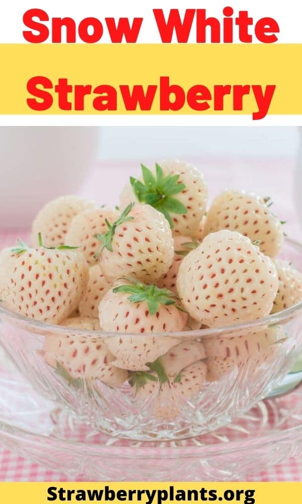 Snow White Strawberry (All You Need to Know)