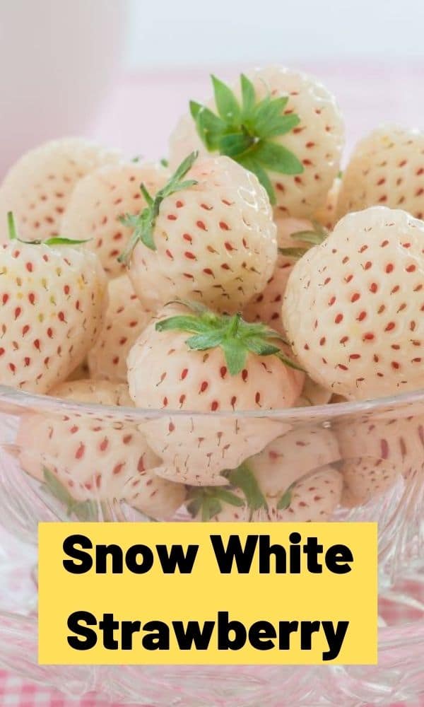 Snow White Strawberry (All You Need to Know)