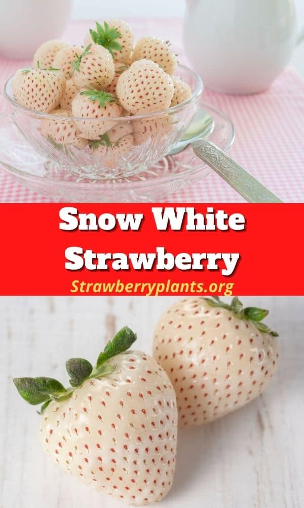 Snow White Strawberry (All You Need to Know)