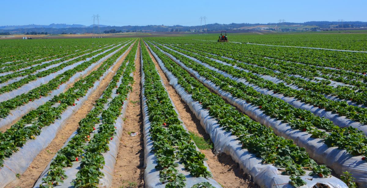 Strawberry field with plasticulture system