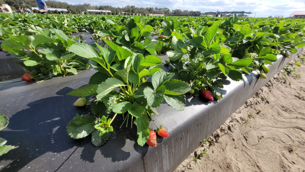 Close shot of strawberry row with plasticulture system on field
