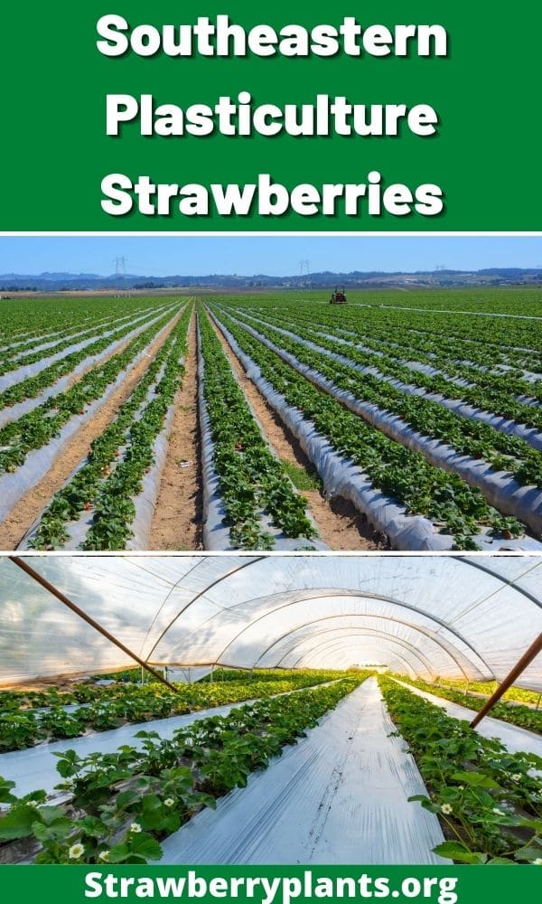 Southeastern Plasticulture Strawberries (All You Need to Know)