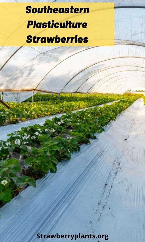 Southeastern Plasticulture Strawberries (All You Need to Know)