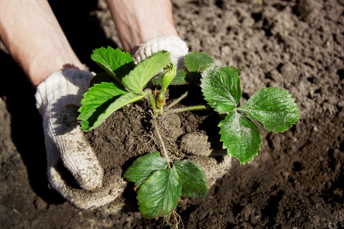 Farmer with gloves holding strawberry plant over the soil