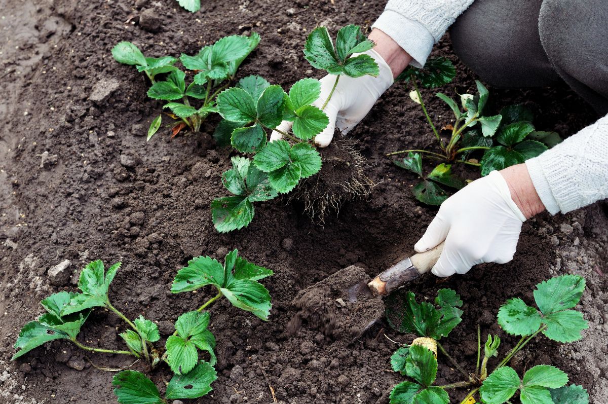 Farmer with gloves holding shovel and strawberry plant ready to plant it into soil