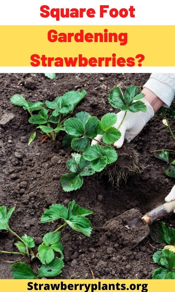 Square Foot Gardening Strawberries? – Strawberry Plants