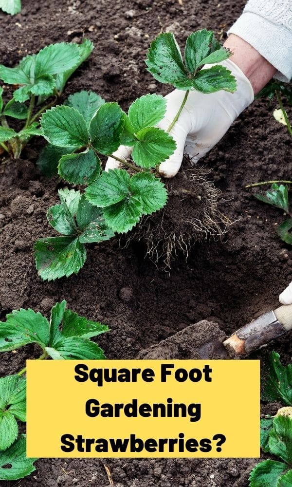 Square Foot Gardening Strawberries? Strawberry Plants