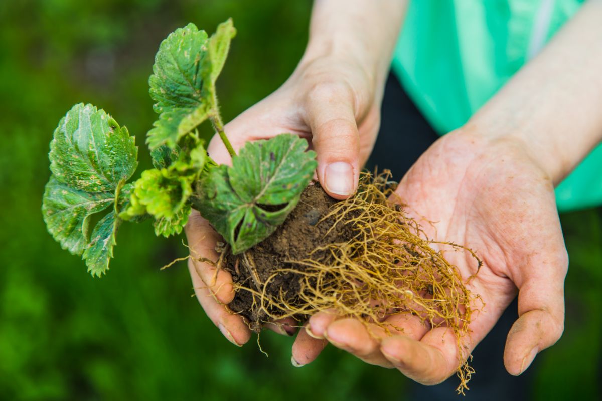 Farmer holding strawberry plant with naked roots