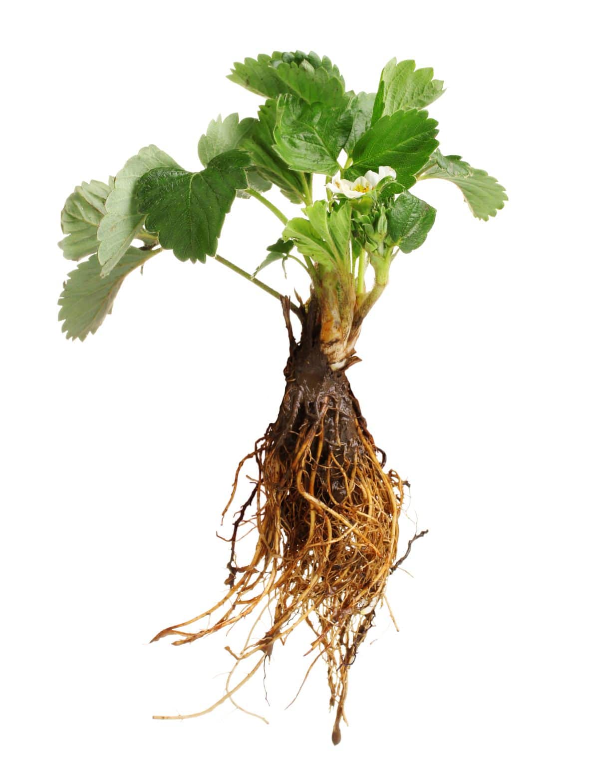 Bare root strawberry plant white background