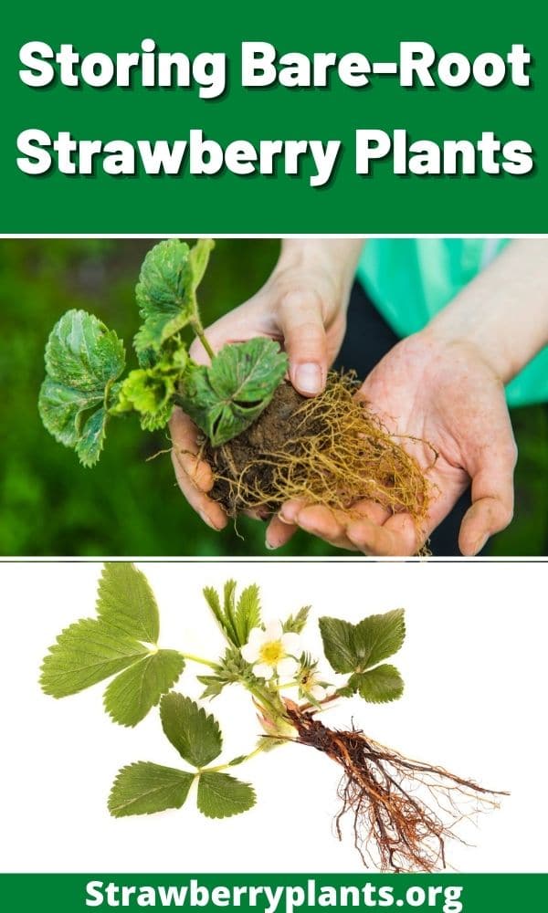 Storing Bare-Root Strawberry Plants – Strawberry Plants