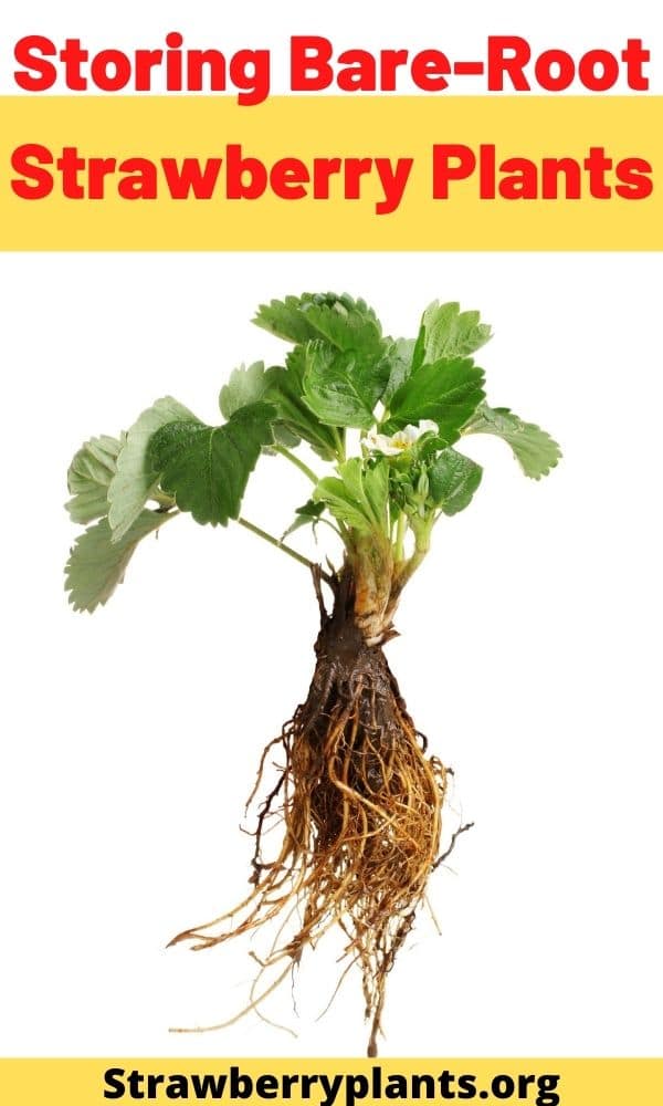 Storing Bare-Root Strawberry Plants – Strawberry Plants