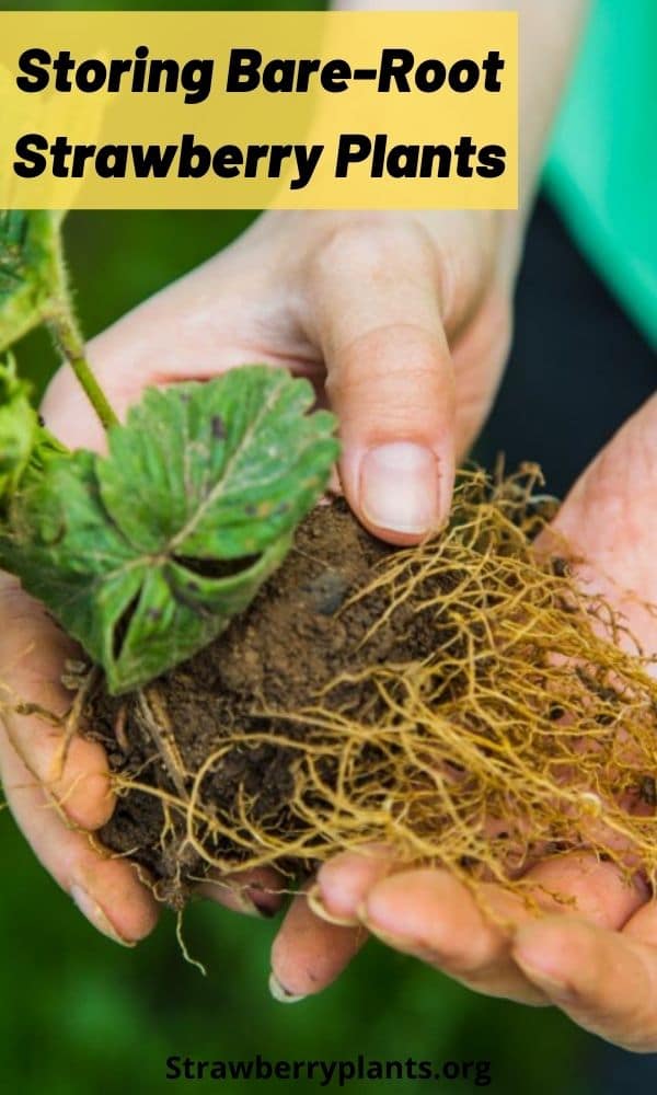 storing-bare-root-strawberry-plants-strawberry-plants