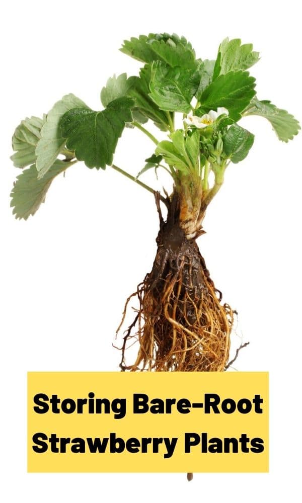 storing-bare-root-strawberry-plants-strawberry-plants