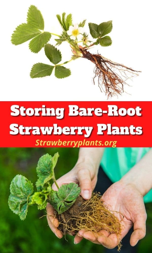 Storing Bare-Root Strawberry Plants – Strawberry Plants