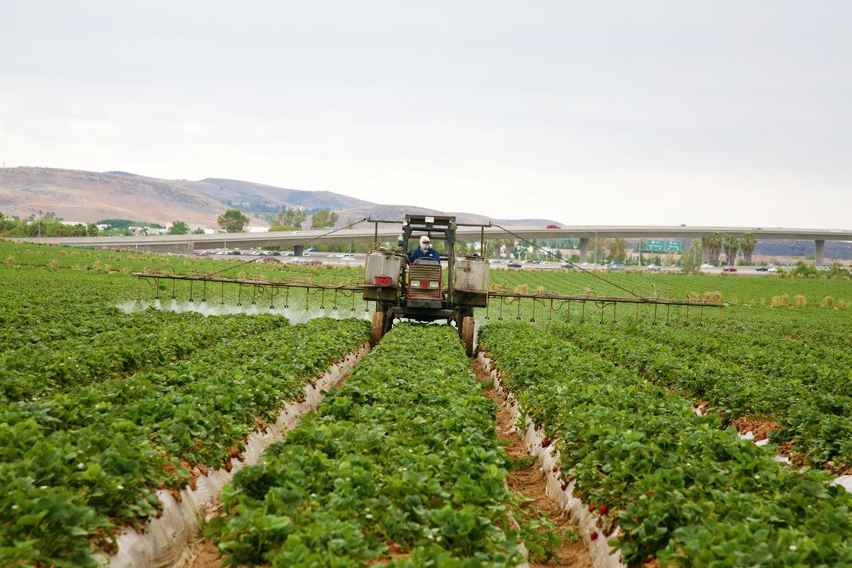 Strawberry field being sprayed by chemical by tractor