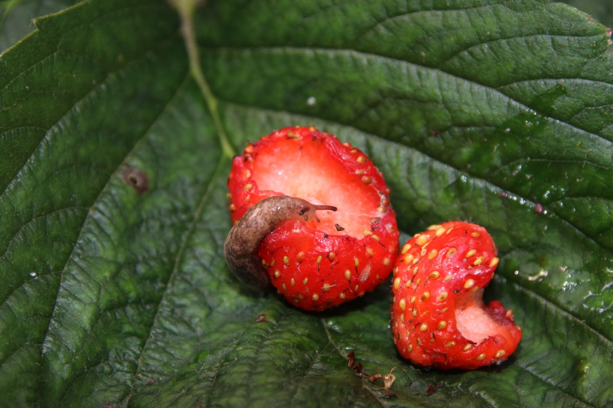Ripe strawberries on leave being eaten by slug