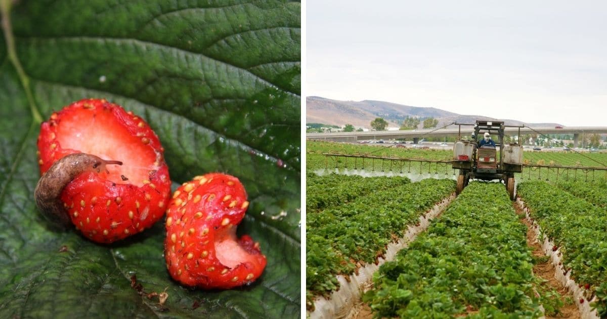 Strawberries Are Dirty Strawberry Plants