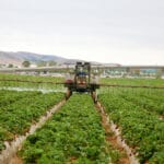 Strawberry field being sprayed by chemicals by machine