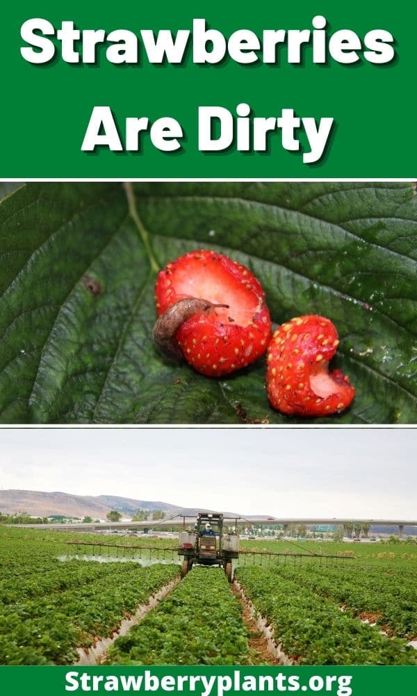 Strawberries Are Dirty Strawberry Plants