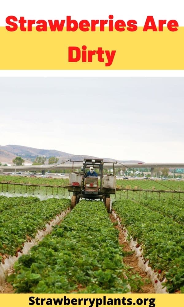 Strawberries Are Dirty Strawberry Plants