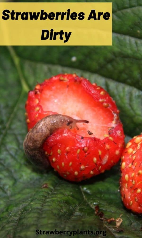 Strawberries Are Dirty Strawberry Plants