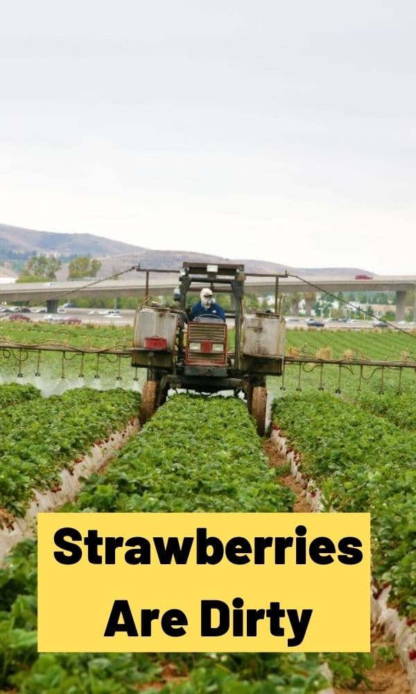 Strawberries Are Dirty Strawberry Plants