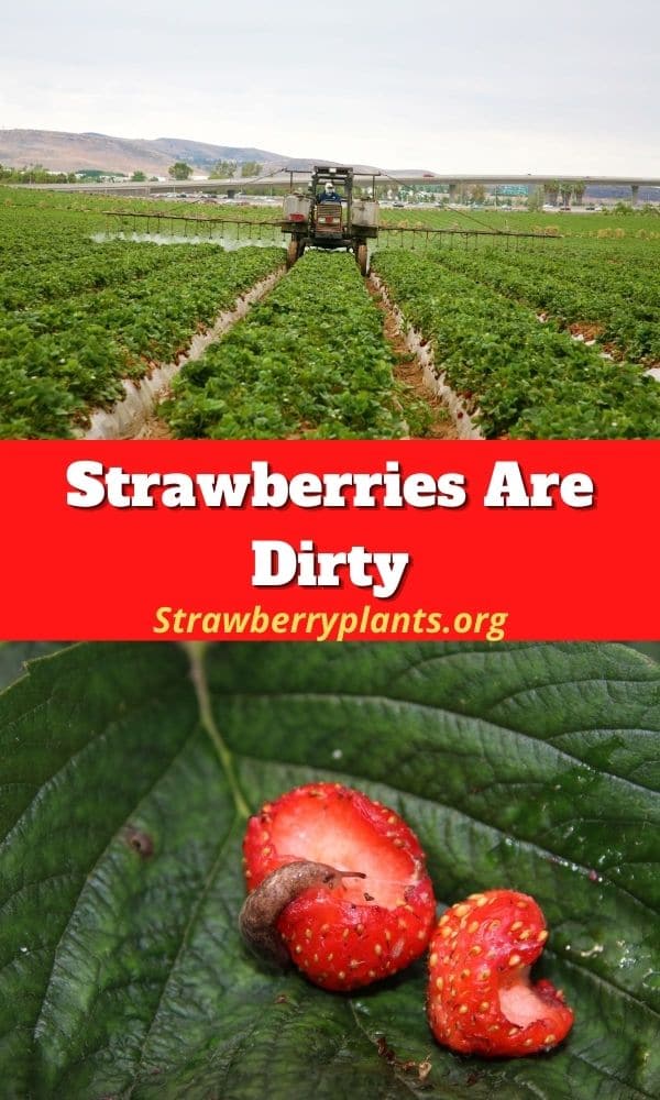 Strawberries Are Dirty Strawberry Plants